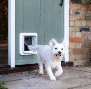 dog-going-out-of-dog-door