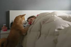 dog-waking-person